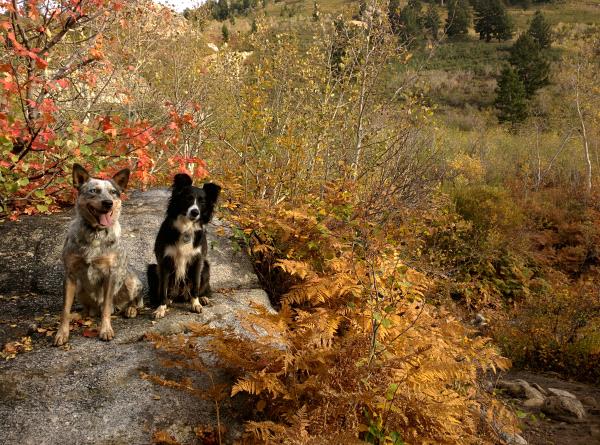 /Images/uploads/Humane Society of Utah/HSUCalendar/entries/1566thumb.jpg